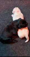 Blonde en zwarte labrador pup