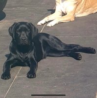 zwarte labrador pup