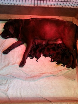 Nieuw geboren labrador pups